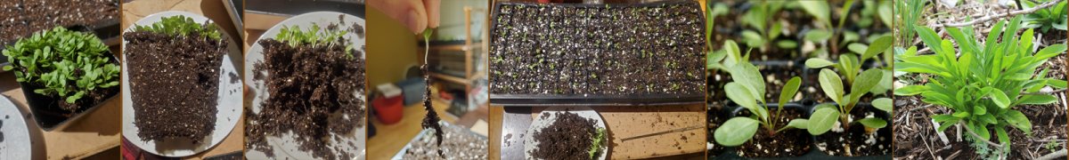 Coreopsis, from seedling pot to plug tray, March 30th ~ Growing in the plug tray, May 4th ~ In the Garden August 28th 