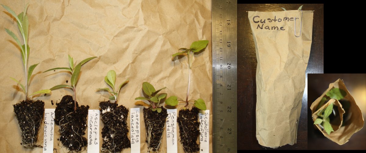 Seedlings with labels, ready for rolling up in paper and heading to their new home