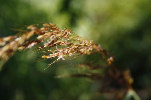Sorghastrum nutans, Yellow Indiangrass 