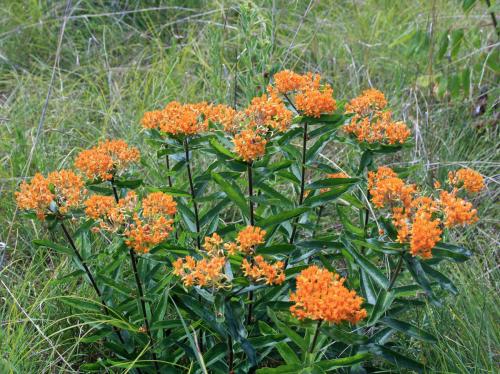 Asclepias tuberosa, Orange Butterfly Weed