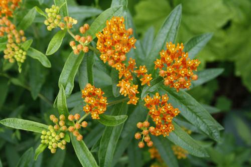 Asclepias tuberosa, Orange Butterfly Weed