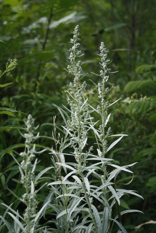 Artemisia ludoviciana, Silver Wormwood 
