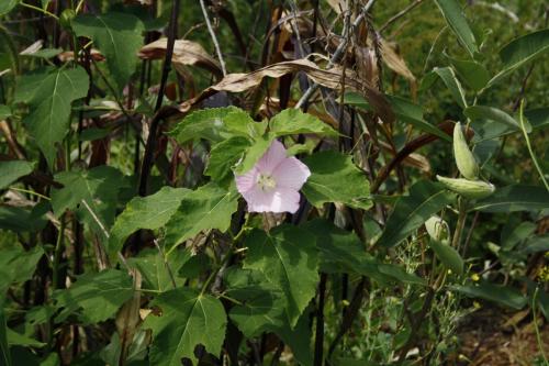 Hibiscus moscheutos, Swamp Rose-mallow 