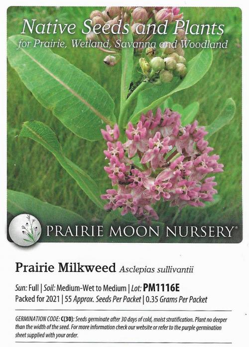 Asclepias sullivantii, Prairie Milkweed 