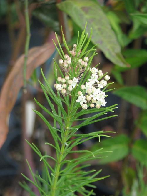 Asclepias verticillata, Whorled Milkweed