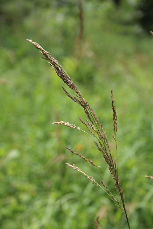 Calamagrostis canadensis, Canadian Bluejoint