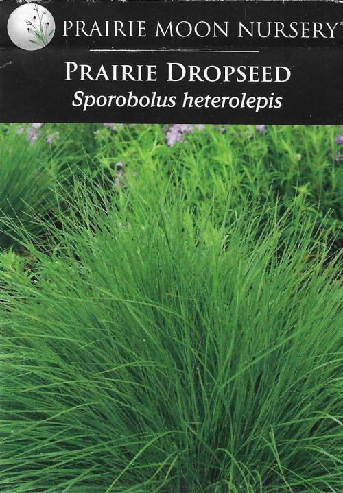 Sporobolus heterolepis, Prairie Dropseed 