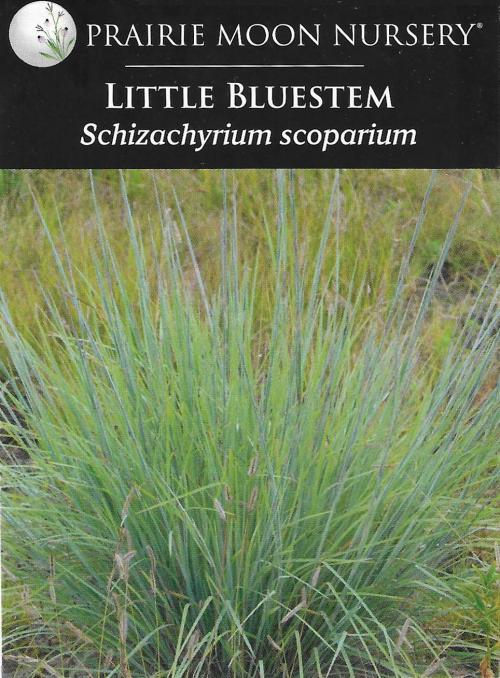 Schizachyrium scoparium, Little Bluestem