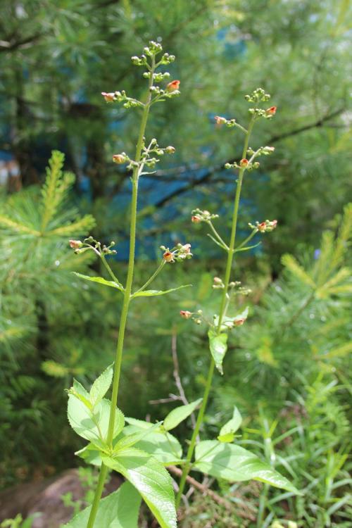 Scrophularia marilandica, Carpenter&#039;s Figwort