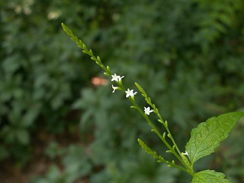 Verbena urticifolia, White Vervain