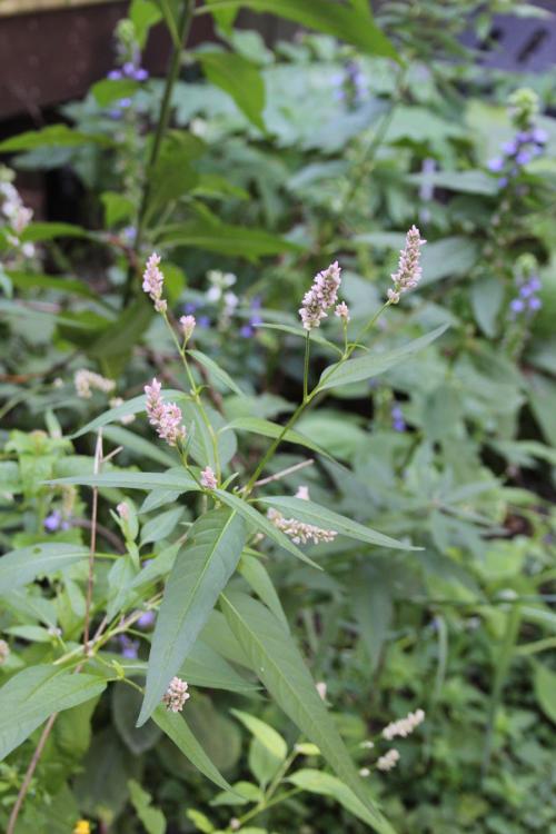 Persicaria pensylvanica, Pennsylvania Smartweed