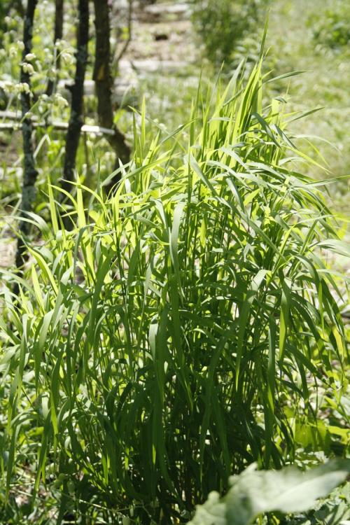 Muhlenbergia mexicana, Leafy Satin Grass 