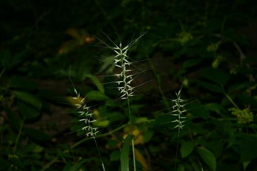 Elymus hystrix, Bottlebrush Grass  