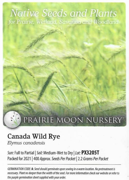 Elymus canadensis, Canada Wild Rye  