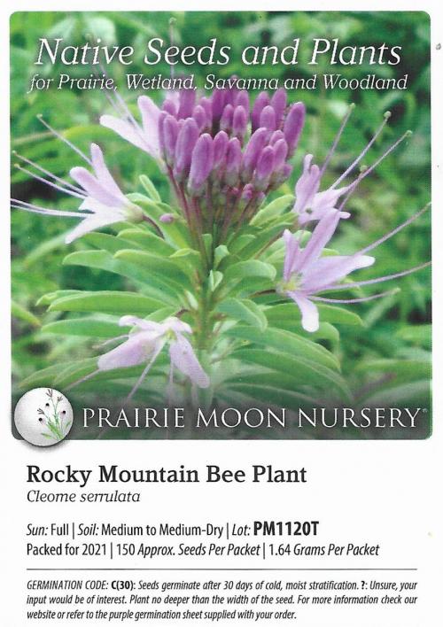 ~ Peritoma serrulata, Rocky Mountain Bee Plant 
