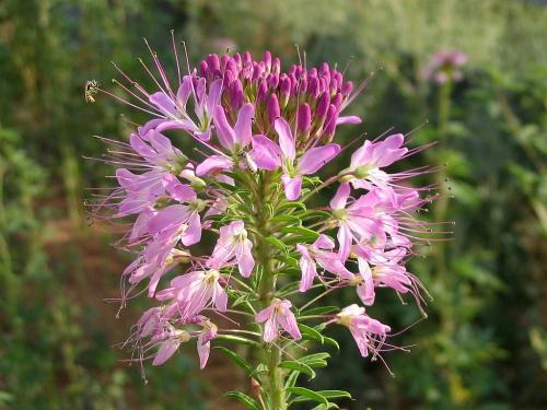 ~ Peritoma serrulata, Rocky Mountain Bee Plant 