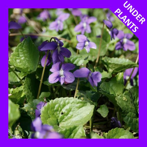 Viola sororia, Wooly Blue Violet