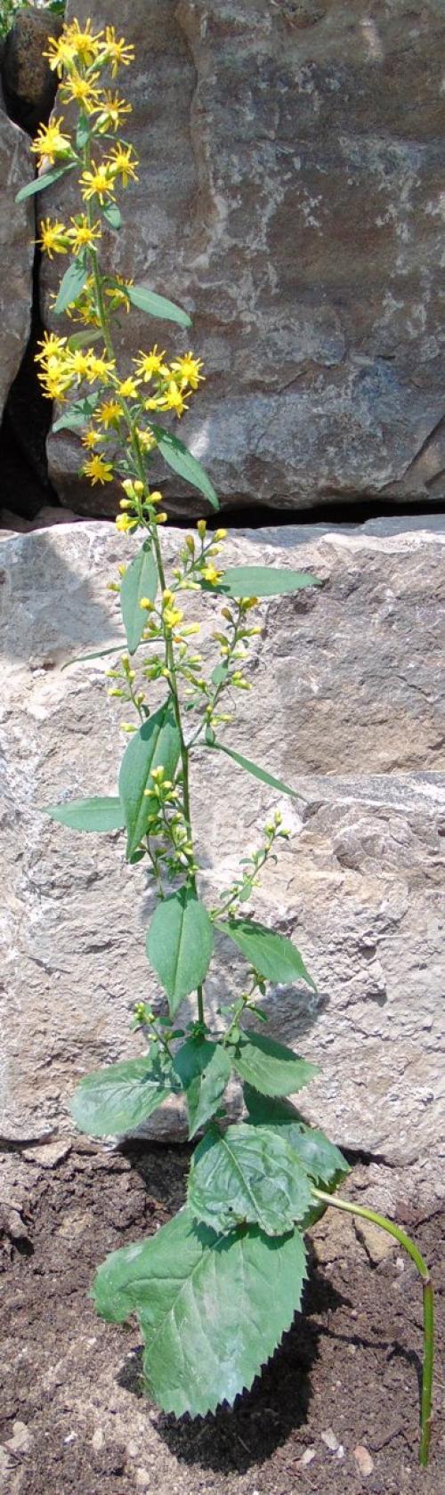 Solidago macrophylla, Large-leaved Goldenrod