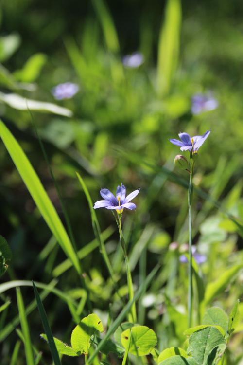 Sisyrinchium montanum, Blue-eyed Grass