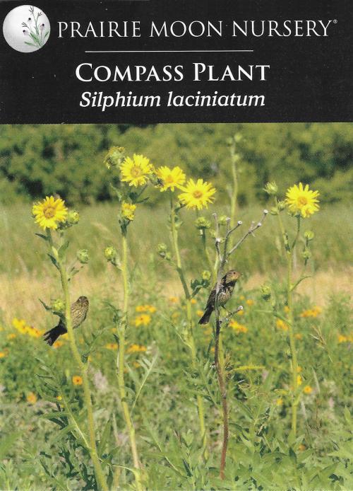 Silphium laciniatum, Compass Plant