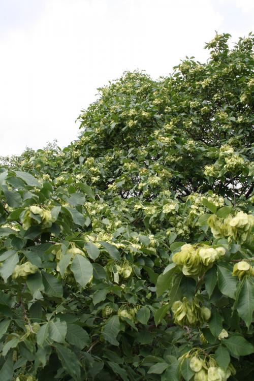 Ptelea trifoliata, Common Hop-tree