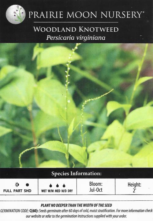 Persicaria virginiana, Woodland Knotweed 