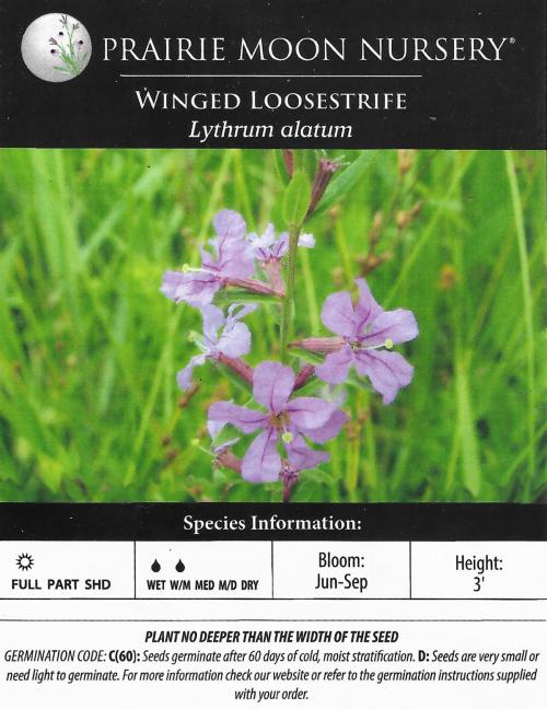 Lythrum alatum, Winged Loosestrife 