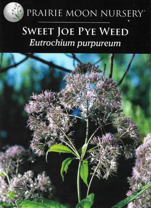 Eutrochium purpureum, Sweet Joe Pye Weed 