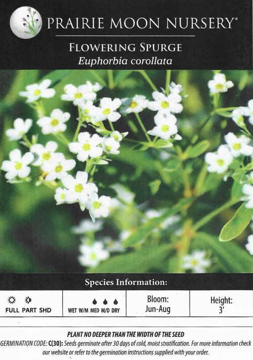Euphorbia corollata, Flowering Spurge