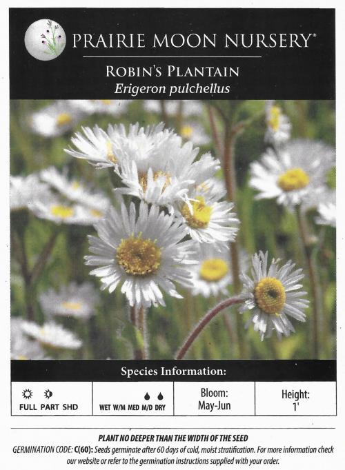 Erigeron pulchellus, Robin&#039;s Plantain