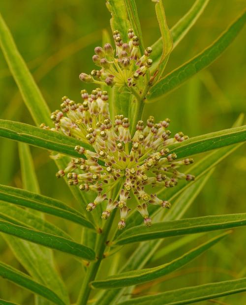 Asclepias hirtella, Tall Green Milkweed