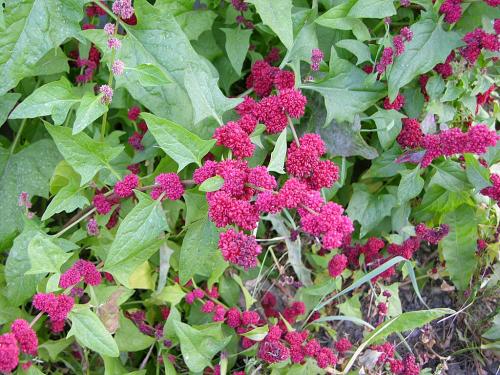 Blitum capitatum, Strawberry-Blite