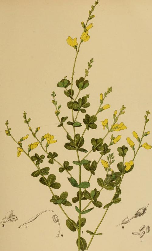 Baptisia tinctoria, Small Yellow Wild Indigo