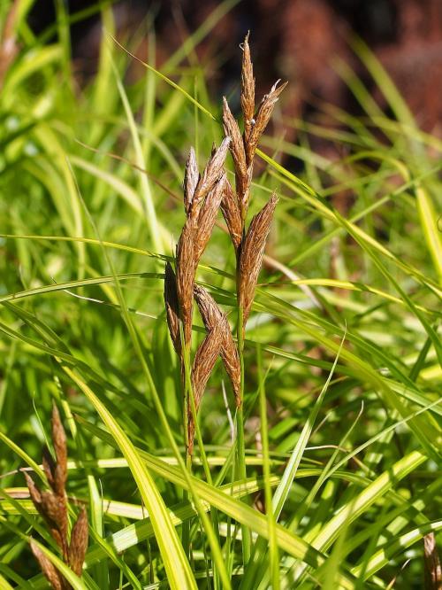 Carex muskingumensis, Palm Sedge 