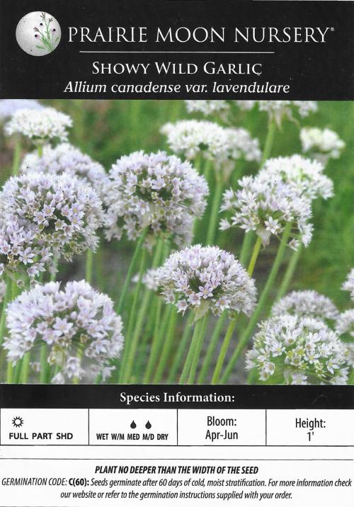 ~ Allium canadense var. lavendulare, Showy Wild Garlic 