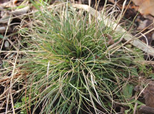 Danthonia spicata, Poverty Oat Grass