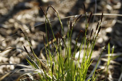 Carex pensylvanica, Pennsylvania Sedge