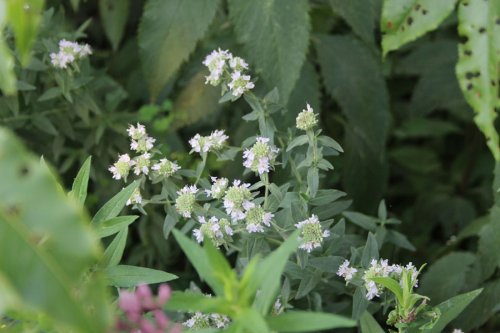 Pycnanthemum verticillatum, Hairy Mountain-Mint $1.50 size — A ...