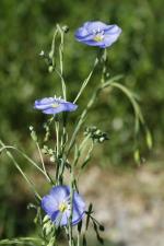 Linum lewisii, Wild Blue Flax 