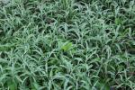 Artemisia ludoviciana, Silver Wormwood 