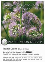 Allium stellatum, Prairie Onion