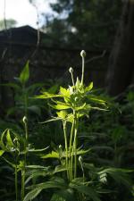 Anemone virginiana, Thimbleweed
