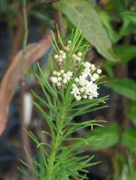Asclepias verticillata, Whorled Milkweed