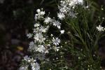 Solidago ptarmicoides, Upland White Goldenrod 