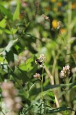 Persicaria pensylvanica, Pennsylvania Smartweed