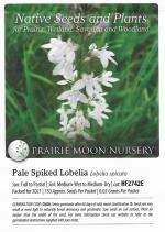Lobelia spicata, Pale Spike Lobelia