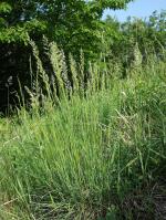 Koeleria macrantha, June Grass  
