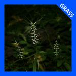 Elymus hystrix, Bottlebrush Grass  