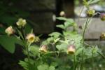 Geum rivale, Water Avens