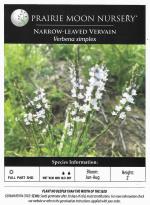 Verbena simplex, Narrow-leaved Vervain